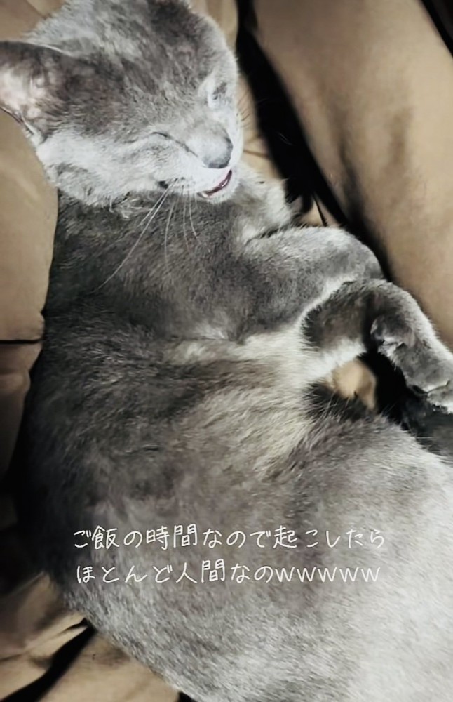 ママに起こされて鳴く雑種猫