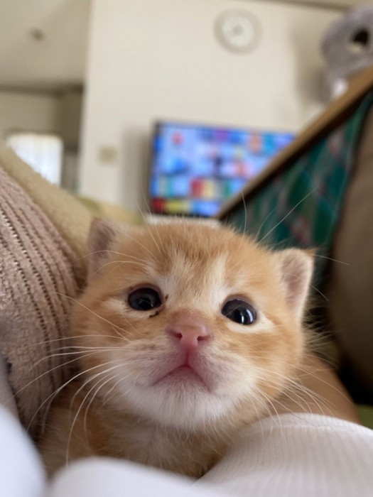こちらを見ている子猫