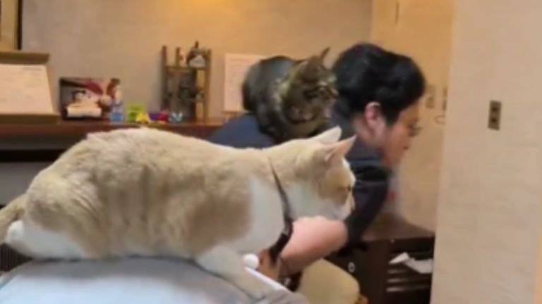 猫を背に乗せている男性