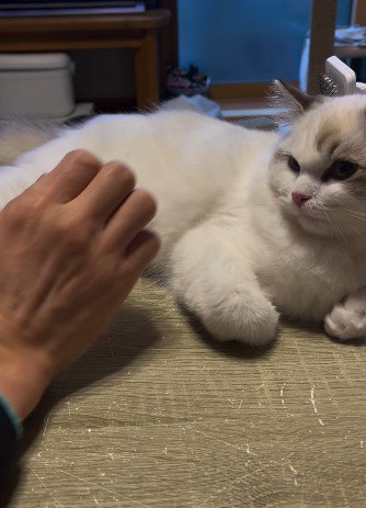 子猫に手を伸ばす飼い主