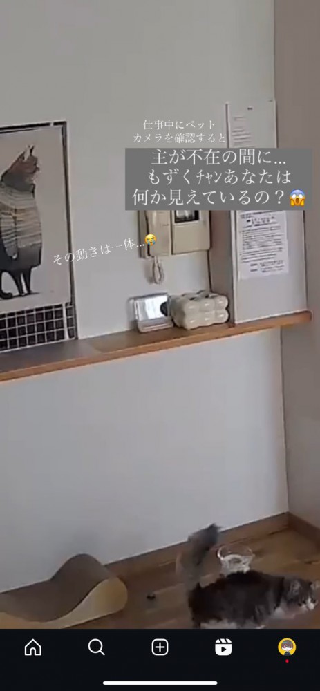 棚から降りたもずく