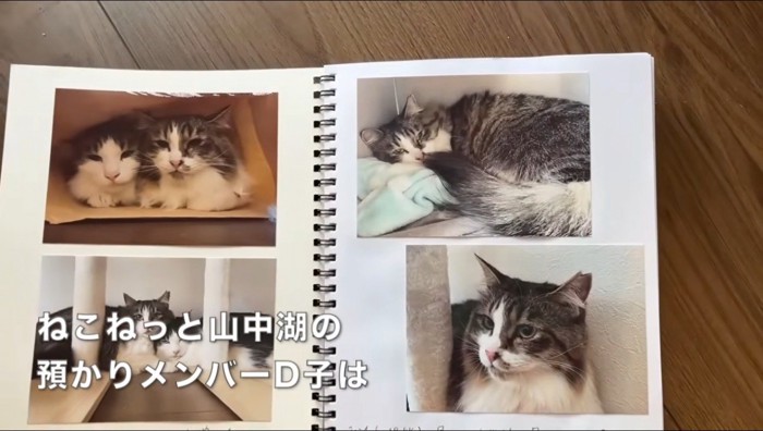 猫の写真が貼られた日記帳