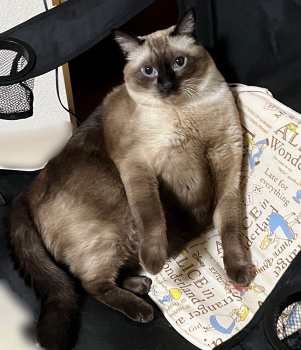 リラックスする猫