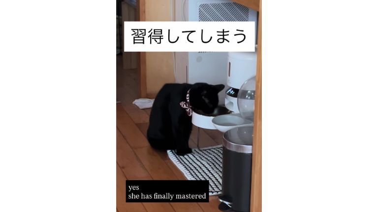 猫と自動給餌器