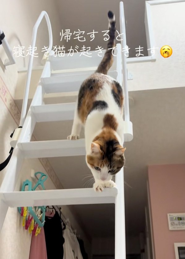 踏ん張る猫