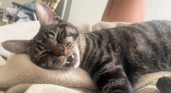 寝ている五右衛門くん