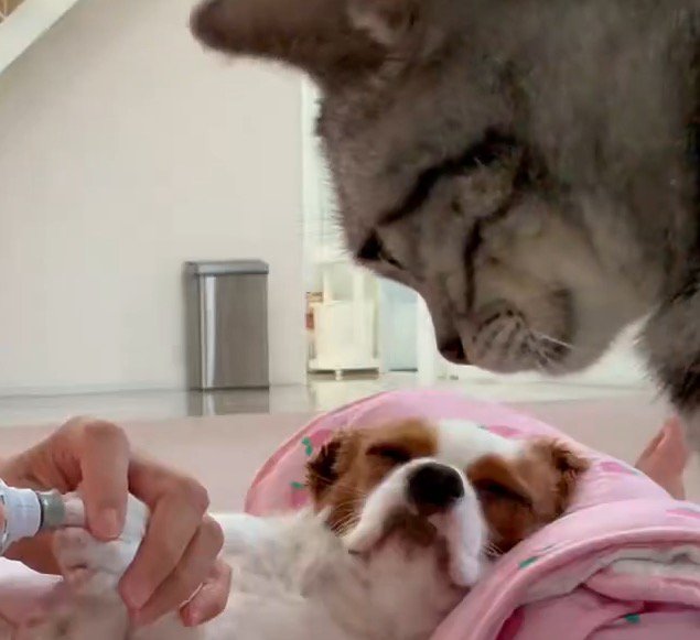 犬の爪に当てられている爪やすりを見つめる猫