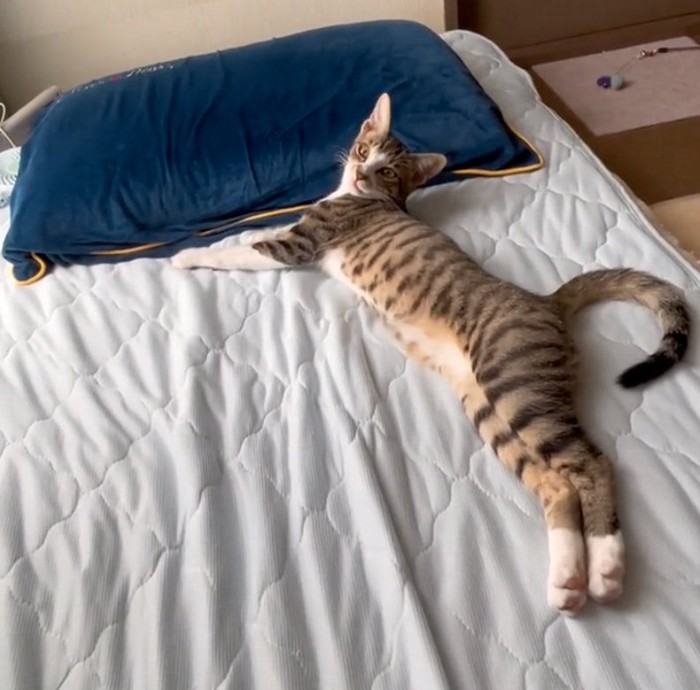 鳴いて呼び止める猫