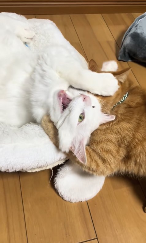 茶トラ猫に首を絞められている白猫