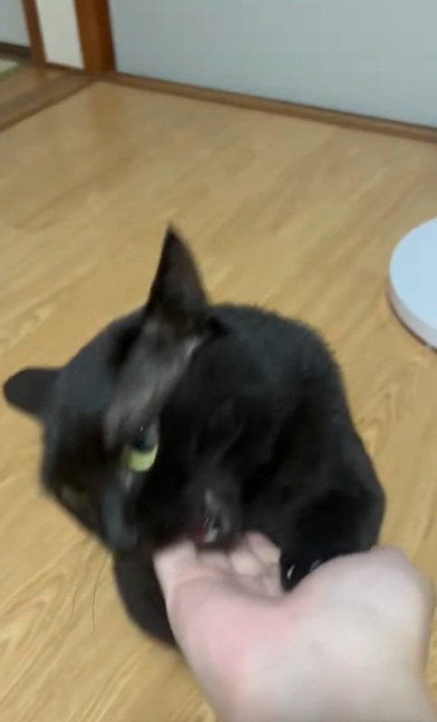 噛む猫