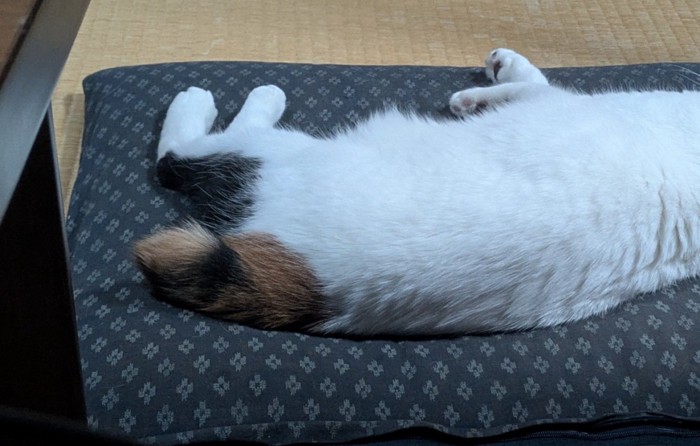 寝転がる猫