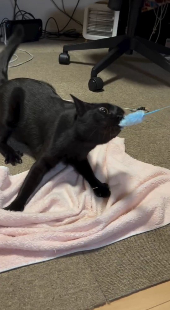 ねこじゃらしを咥えて踏ん張る猫