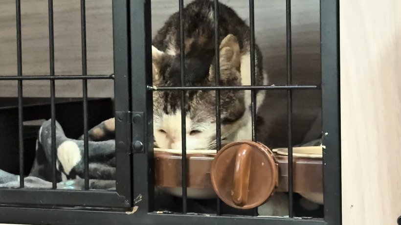 ご飯を食べる猫