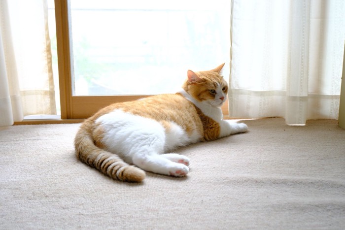 リラックスする猫