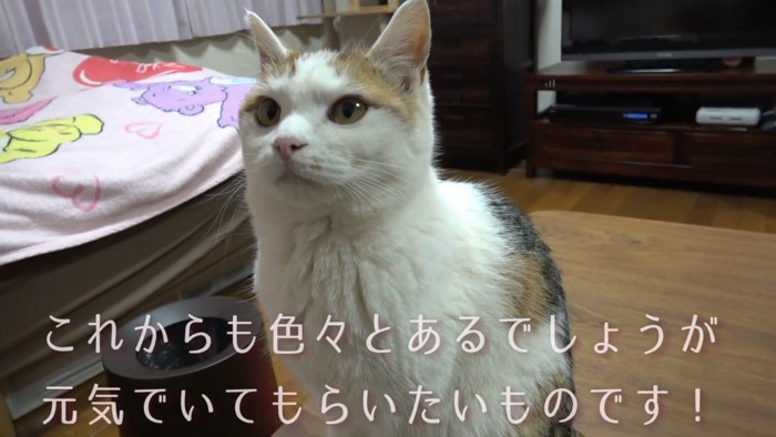 お座りする猫
