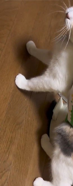 猫の足