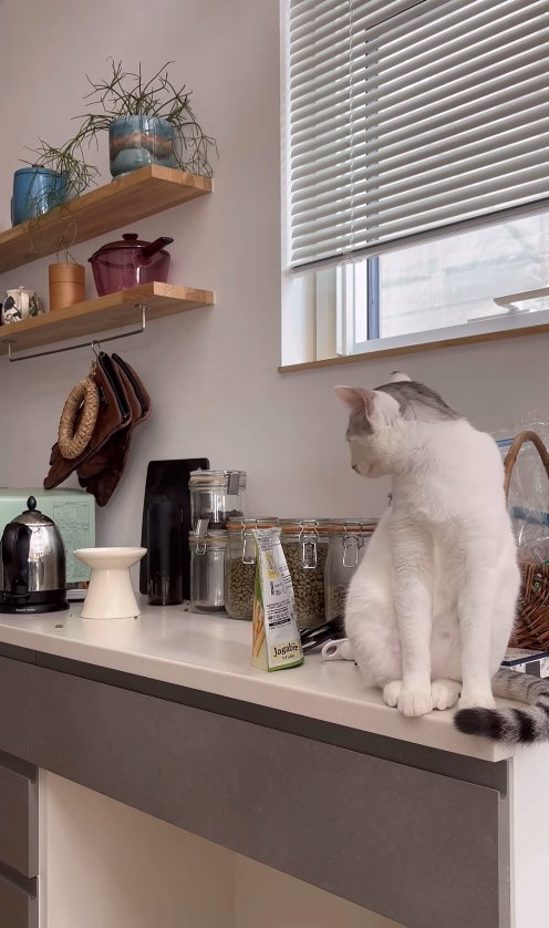 カウンターの上に座ってお皿を見る猫