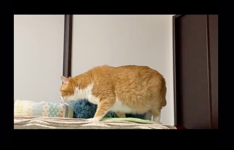 ゆっくり前に進む猫