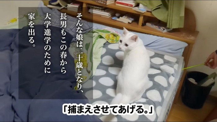 ベッドの上で猫じゃらしで遊ぶ猫