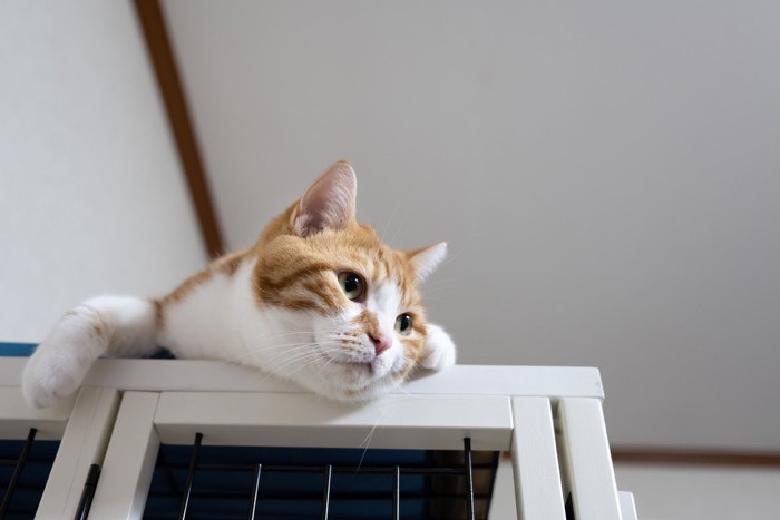 ケージの上で遊ぶ猫