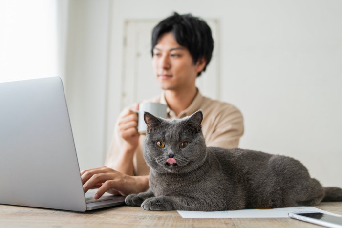 モニターを見つめる飼い主の側でくつろぐ猫