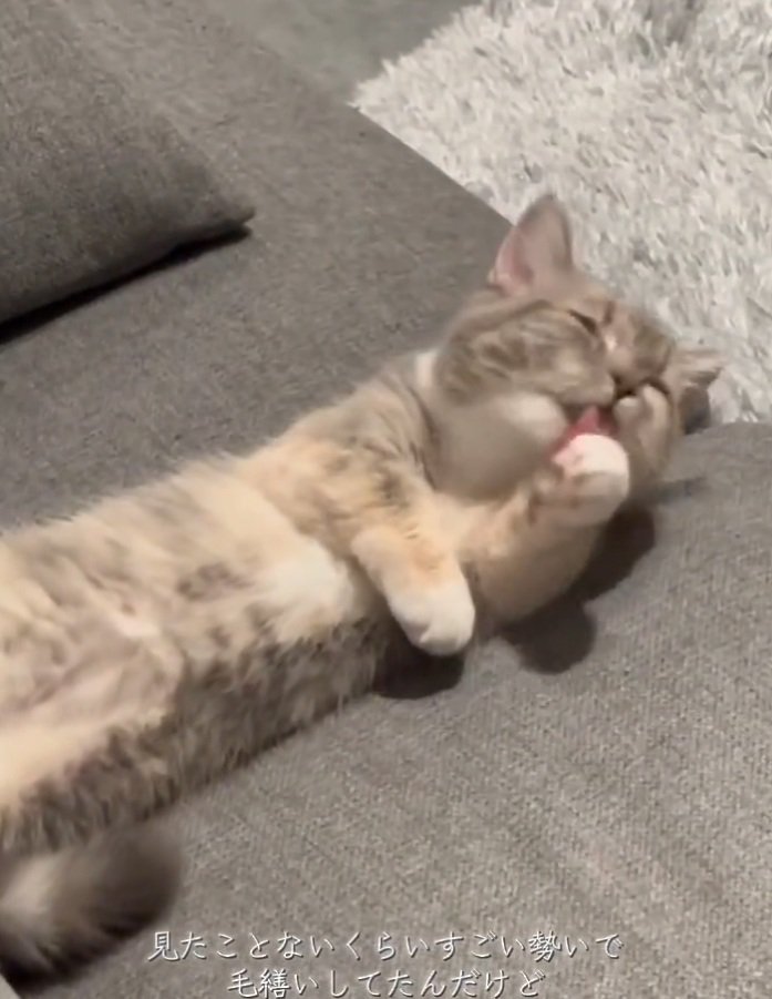 手を舐め続ける猫