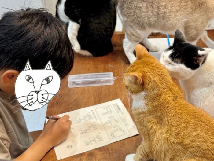 勉強中の男の子と6匹の猫3