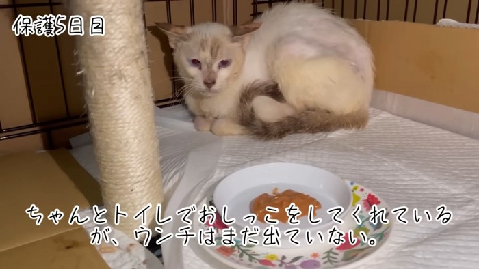 テロップ「ちゃんとトイレで~」