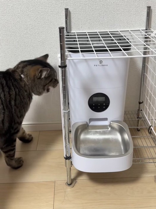 自動給餌器に向かって鳴く猫