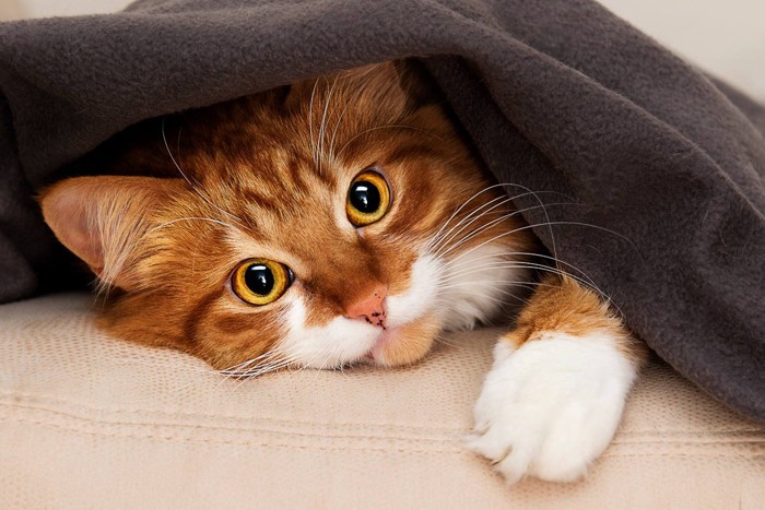毛布に潜り込んでいる猫