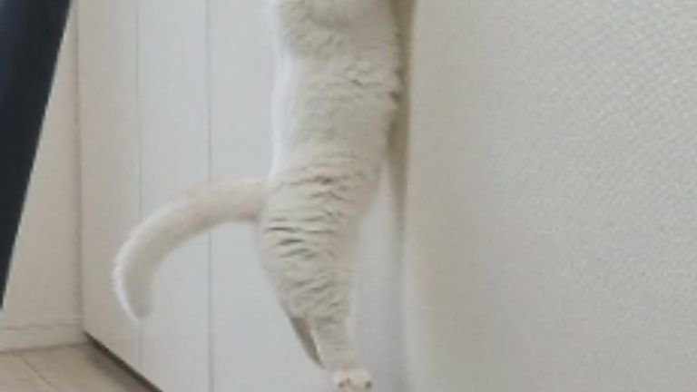 ぶら下がっている猫