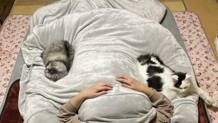 布団で寝る飼い主と猫