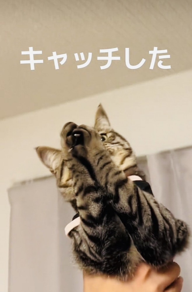 パパ抱っこしてもらい天井の虫を捕るキジトラ猫