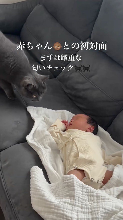 赤ちゃんに近づいていく黒い猫