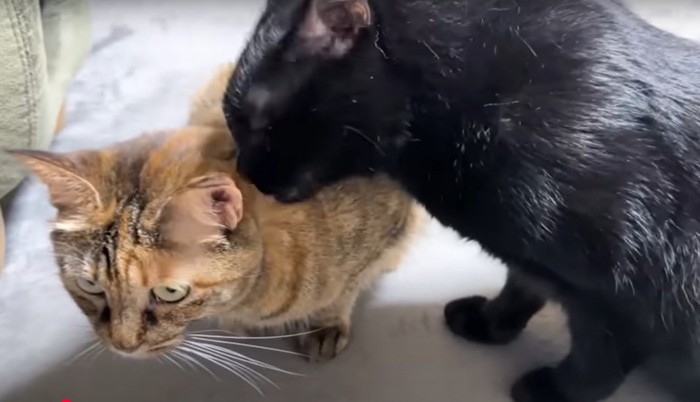 毛づくろいをする猫