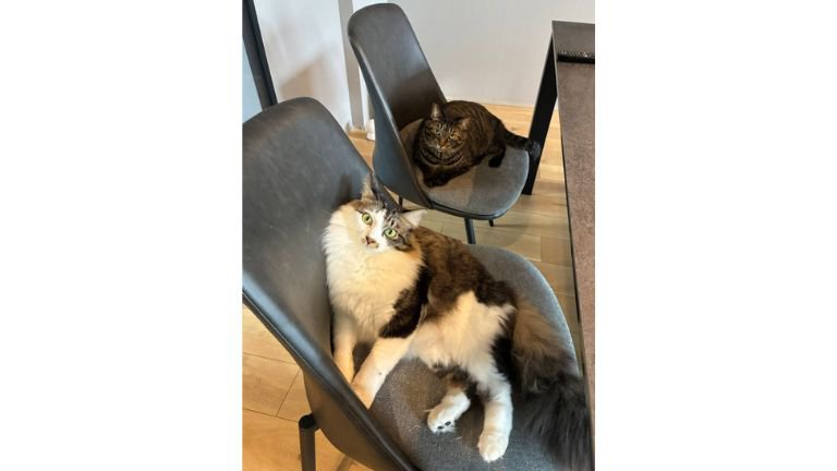 室内にいる猫