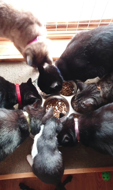 ごはんを囲む猫たち