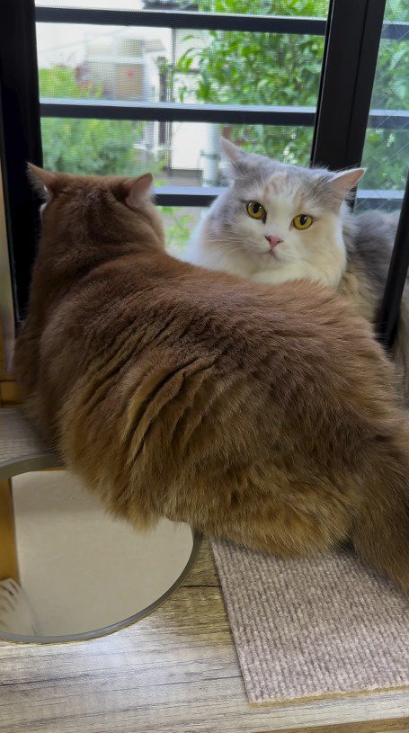 窓の外を見つめる茶トラ猫と、カメラをふり返る三毛猫