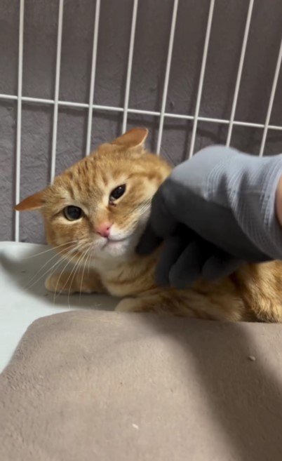 撫でられている猫