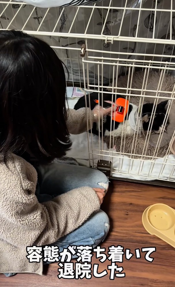 退院した猫