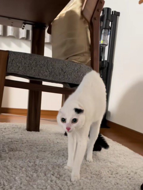 警戒しているハクちゃん