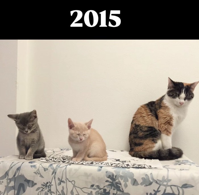 2匹の子猫と1歳の猫