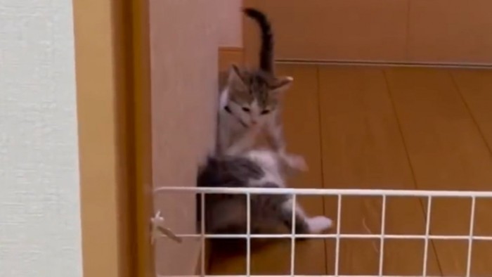 子猫がにゃんプロを仕掛けた瞬間