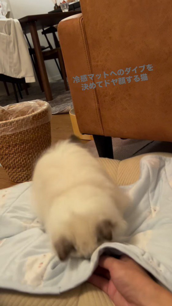 冷感マットの上に着地する猫