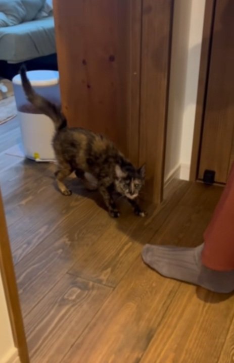 ドアから出てくる猫