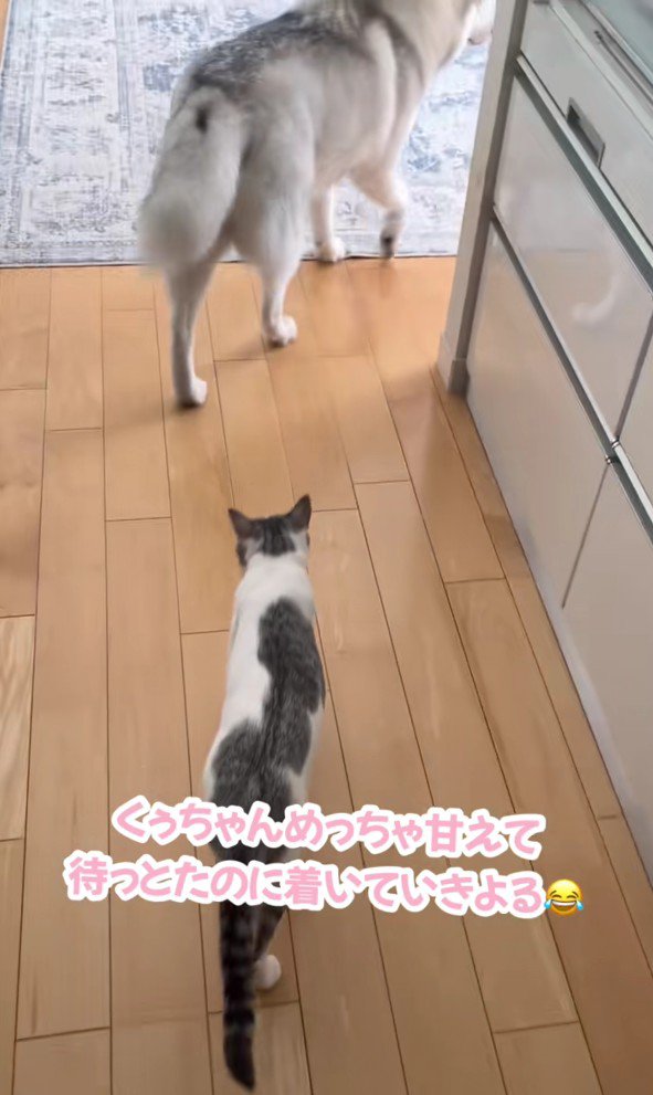 ハスキー犬を追いかける猫