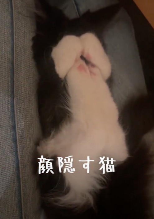 顔を隠す猫