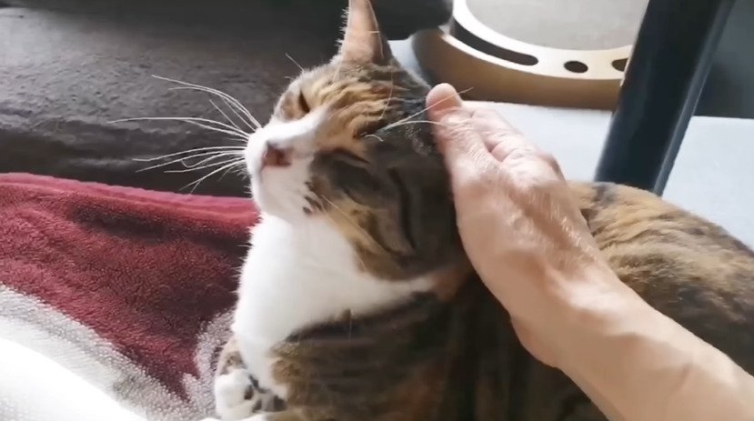 頭を撫でられる猫2