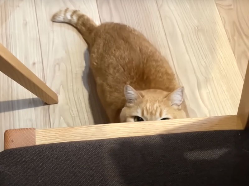 椅子の端を空けてあげる飼い主さん