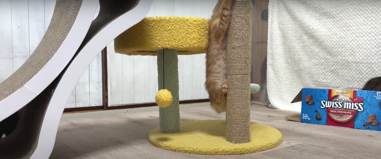 キャットタワーにのぼる子猫